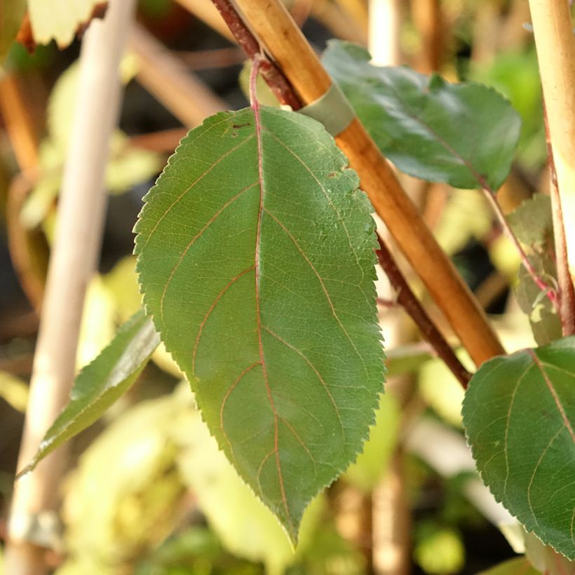 Zierapfel Hopa - Malus sieversii f. niedzwetzkyana × baccata (Foliage)