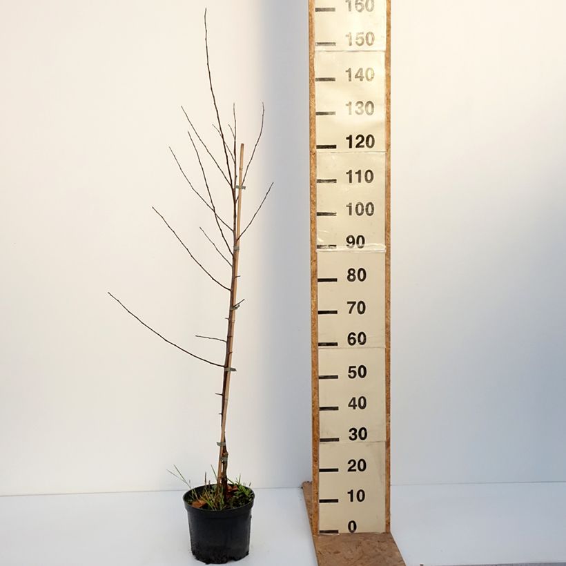 Exemplar von Zierapfel Hopa - Malus sieversii f. niedzwetzkyana × baccata Topf mit 4L/5L wie im Herbst geliefert
