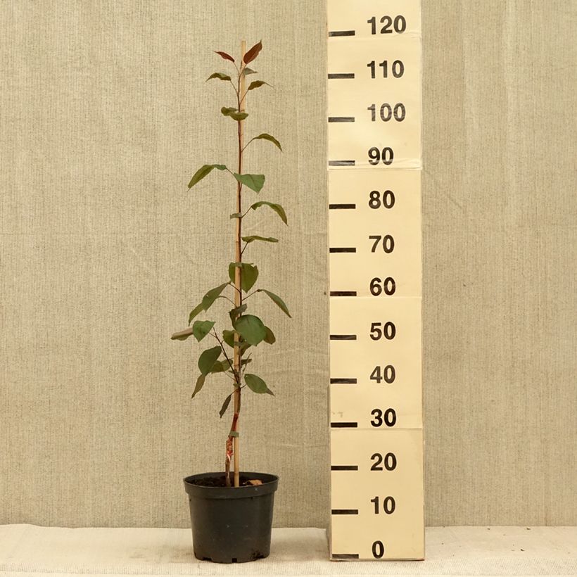 Example of Zierapfel Hopa - Malus sieversii f. niedzwetzkyana × baccata Topf mit 4L/5L as you get in ete