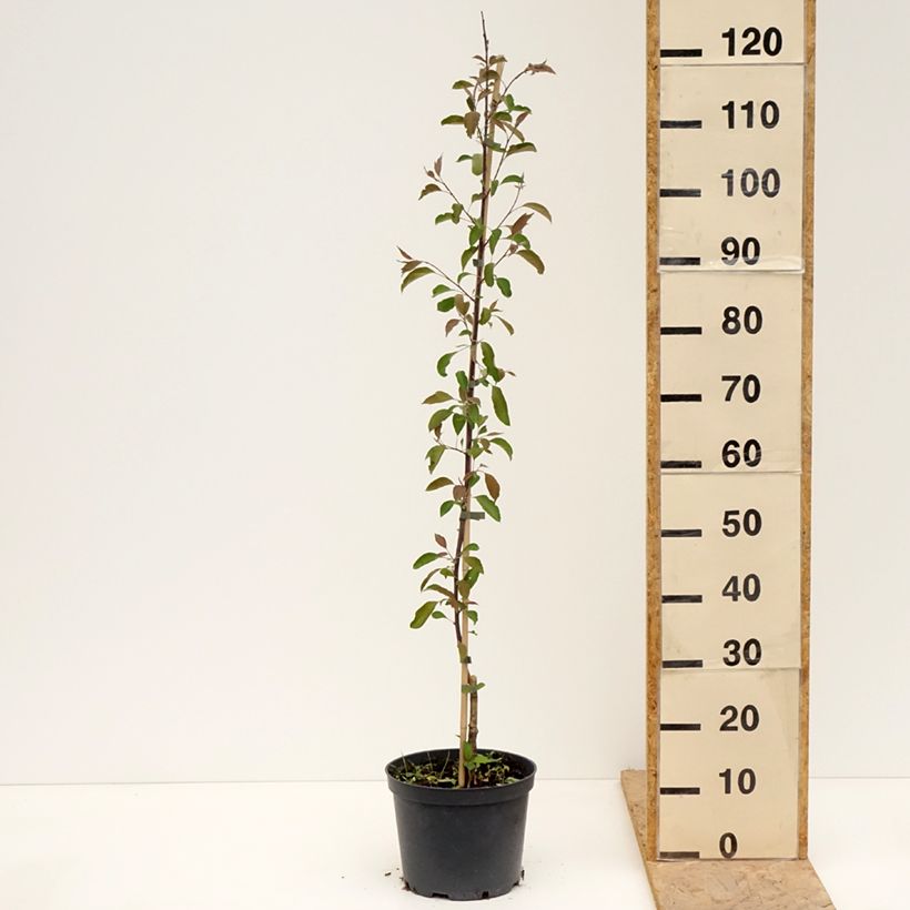 Exemplar von Zierapfel Hopa - Malus sieversii f. niedzwetzkyana × baccata Topf mit 4L/5L wie im Frühjahr geliefert