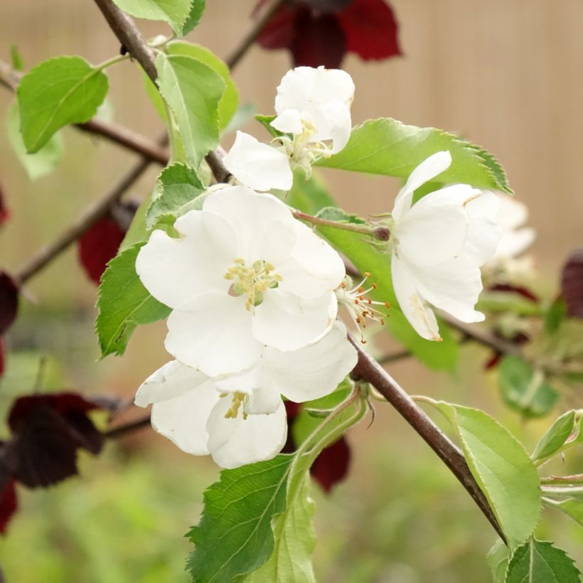 Zierapfel Hyvingiensis - Malus domestica (Flowering)