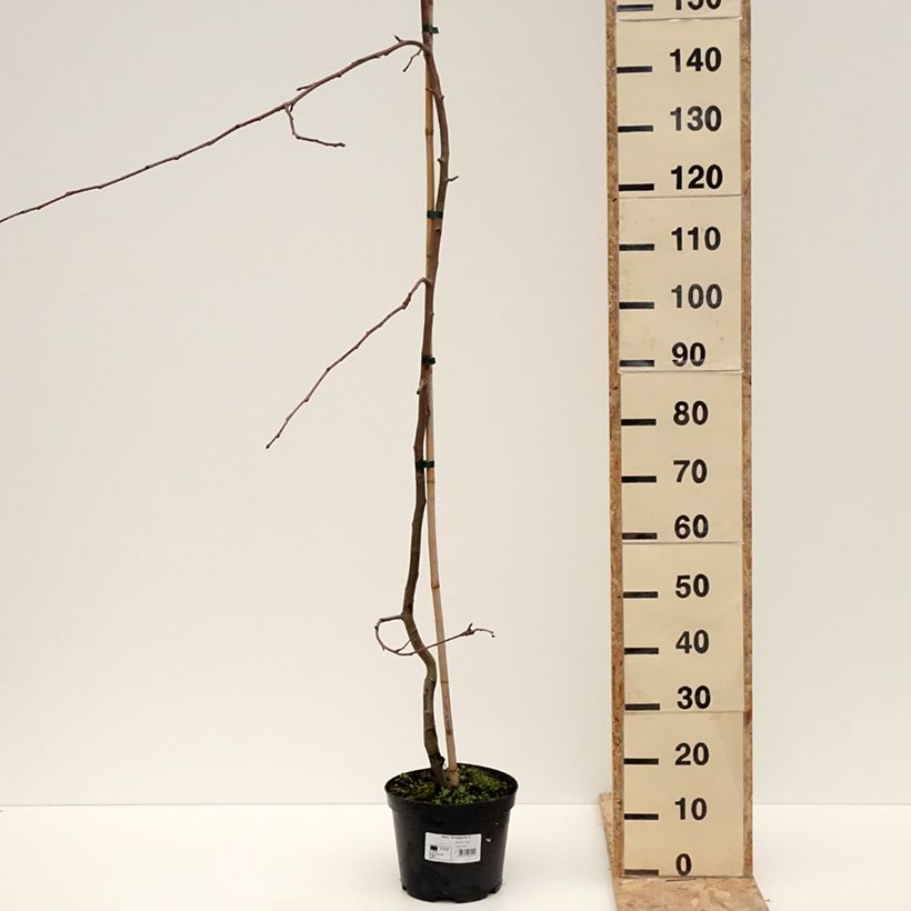Example of Zierapfel Hyvingiensis - Malus domestica Topf mit 4L/5L as you get in hiver