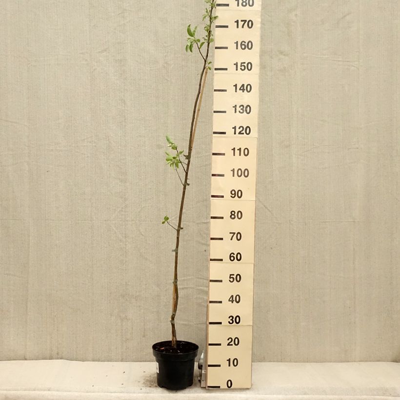 Exemplar von Zierapfel John Downie - Malus Topf mit 4L/5L wie im Frühjahr geliefert