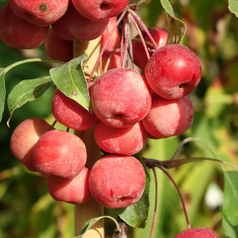 Malus (x) purpurea Ola - Pommier d'ornement, Pommier à fleurs, Pommetier (Harvest)