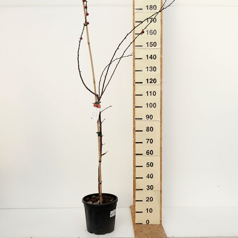 Exemplar von Malus (x) purpurea Ola - Pommier d'ornement, Pommier à fleurs, Pommetier Topf mit 7,5L/10L wie im Herbst geliefert