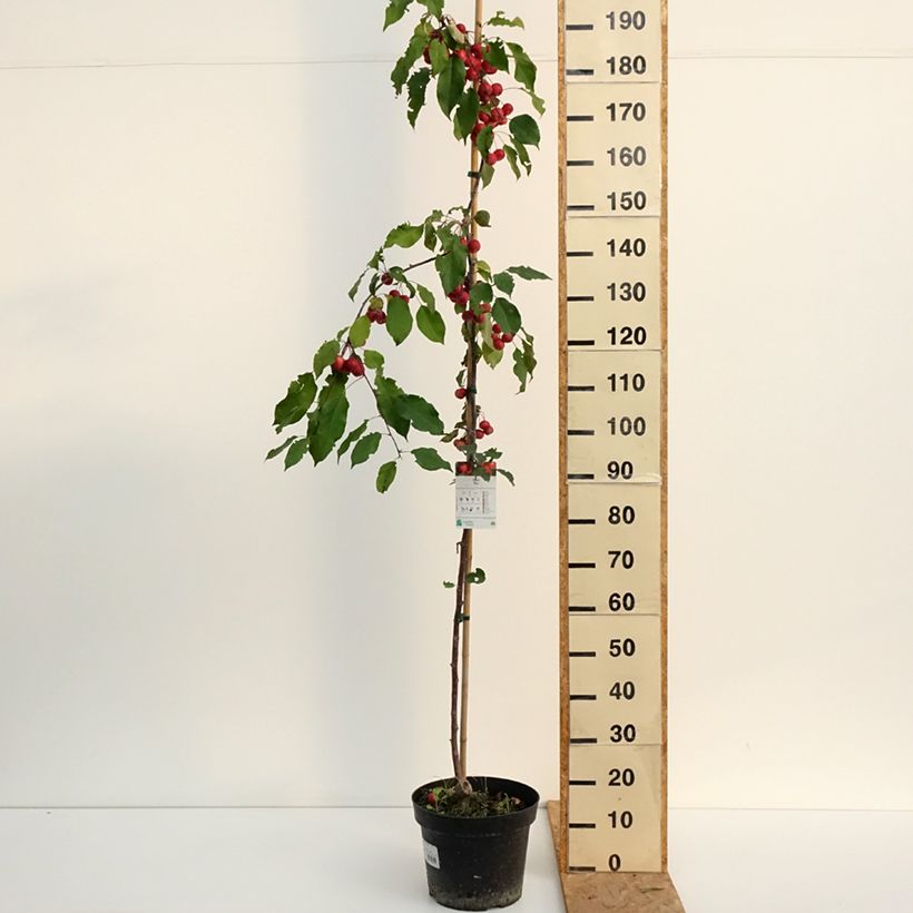 Example of Malus (x) purpurea Ola - Pommier d'ornement, Pommier à fleurs, Pommetier Topf mit 7,5L/10L as you get in ete