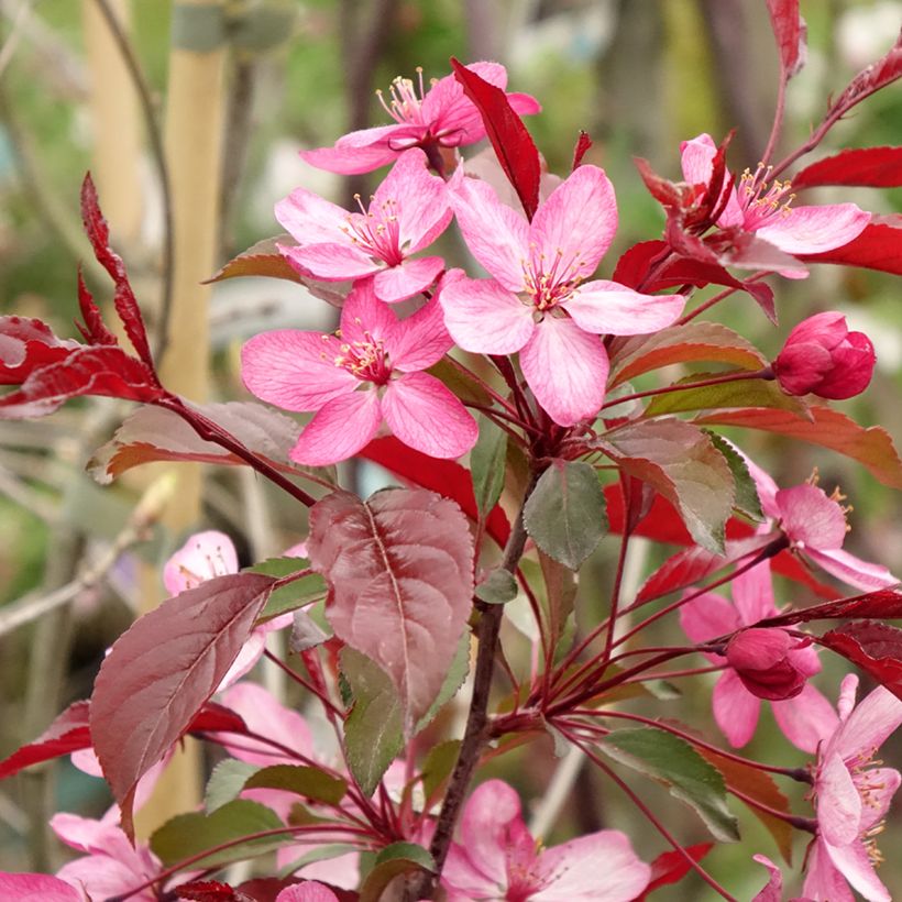 Purpur-Apfel Paul Hauber - Malus purpurea (Flowering)