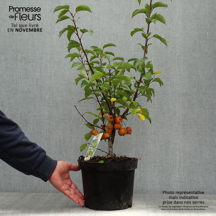 Example of Zierapfel Evereste 'Perpetu' - Malus Topf mit 3L/4L as you get in automne