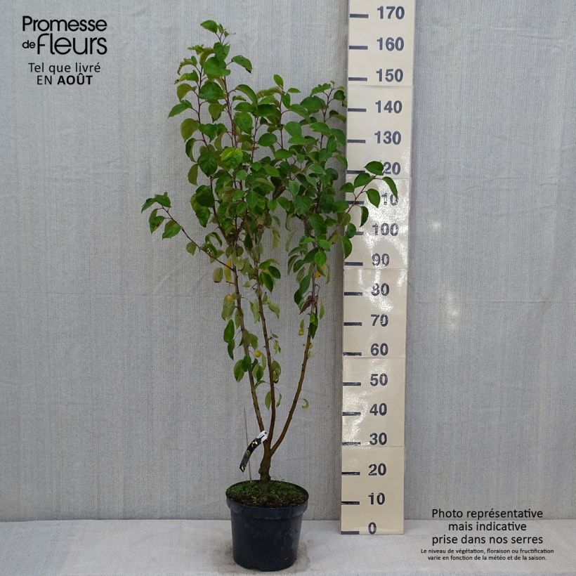 Example of Zierapfel Evereste 'Perpetu' - Malus Topf mit 7,5L/10L as you get in ete