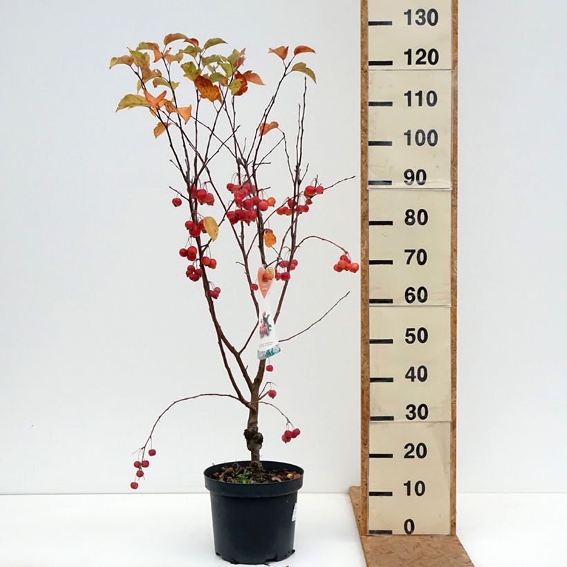 Exemplar von Zierapfel Evereste 'Perpetu' - Malus Topf mit 7,5L/10L wie im Herbst geliefert