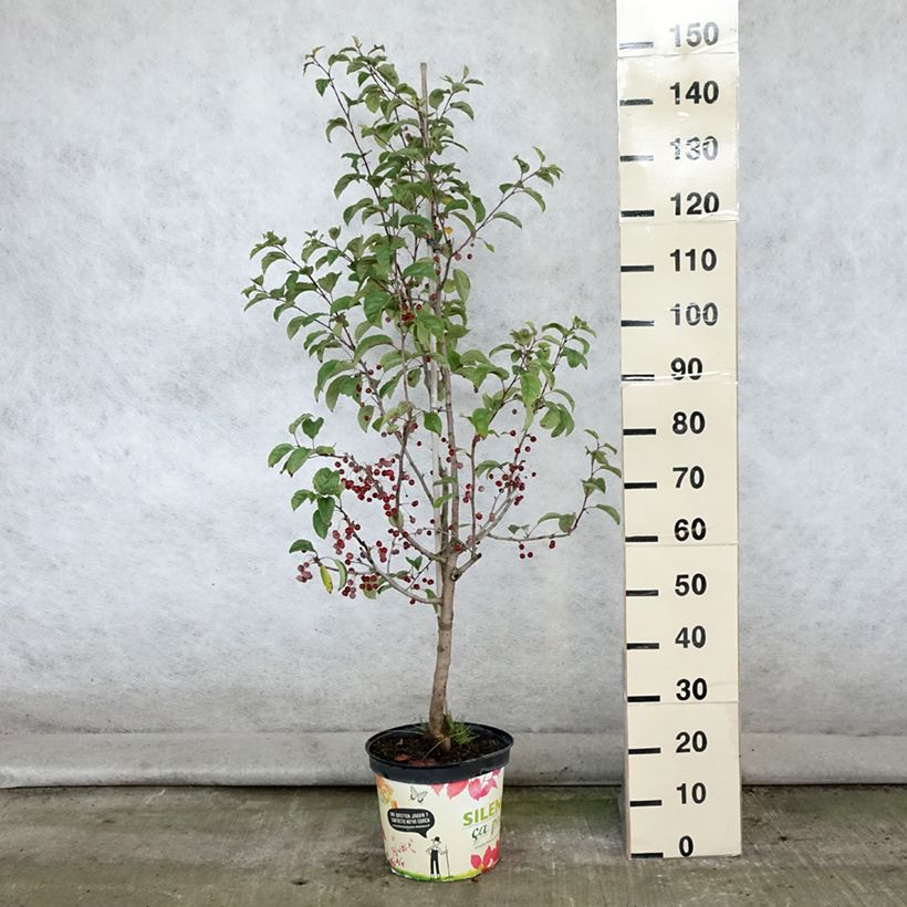 Example of Zierapfel Red Jewel - Malus Topf mit 7,5L/10L as you get in ete