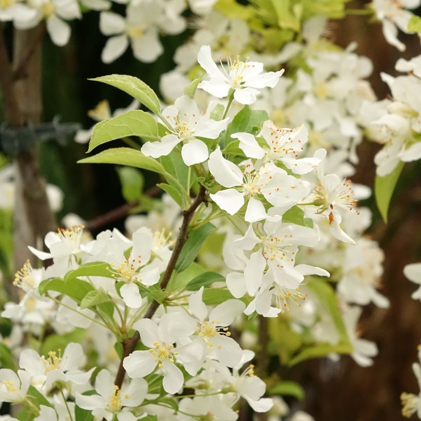 Zierapfel Red Jewel - Malus (Flowering)