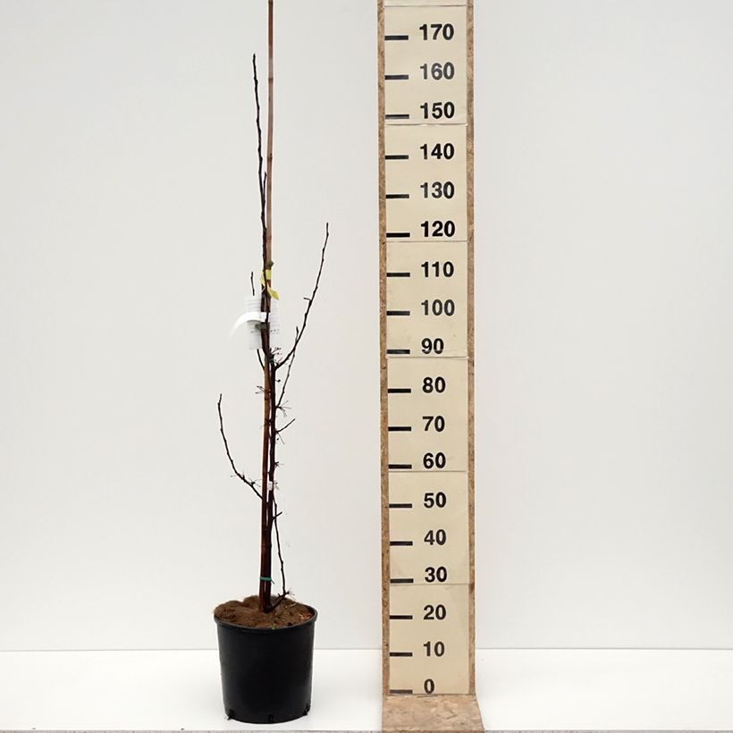 Exemplar von Zierapfel Red Obelisk - Malus Topf mit 12L/15L wie im Winter geliefert