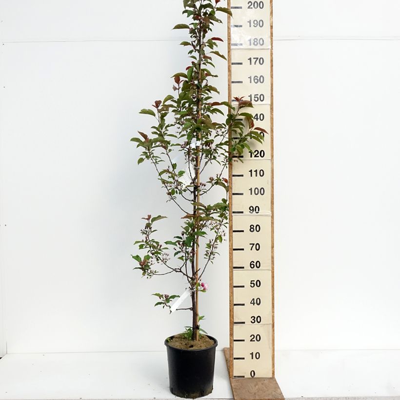 Exemplar von Zierapfel Red Obelisk - Malus Topf mit 12L/15L wie im Frühjahr geliefert
