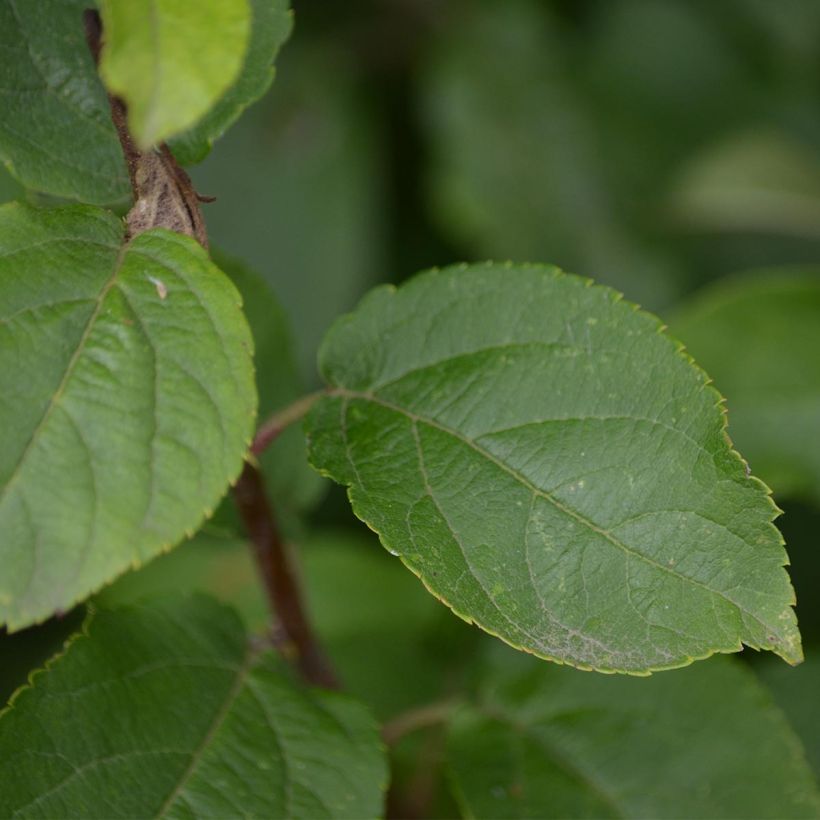 Zierapfel Red Sentinel - Malus (Foliage)