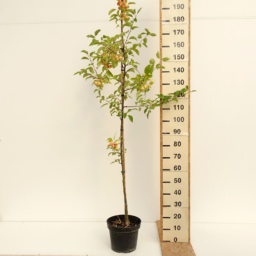 Example of Zierapfel Red Sentinel - Malus Topf mit 6L/7L as you get in ete