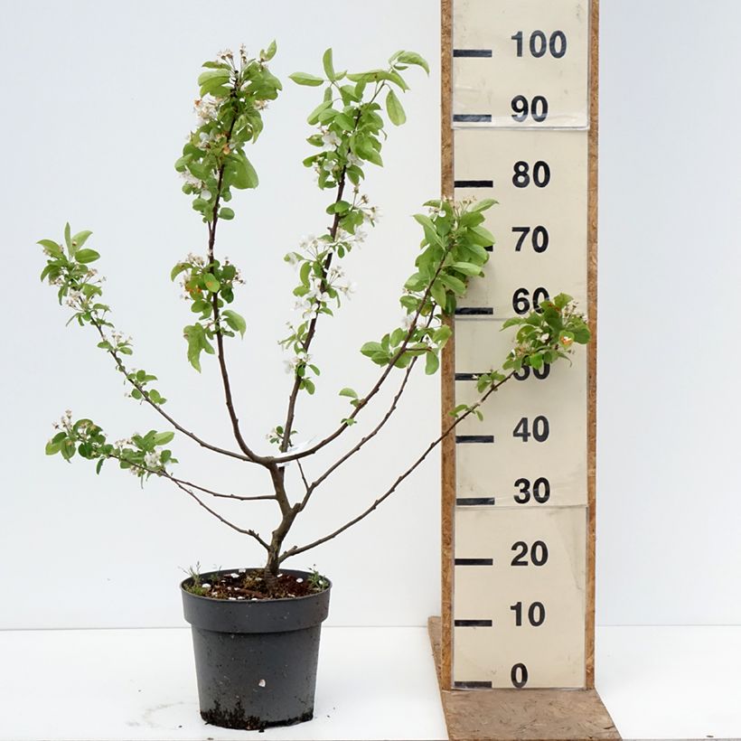 Exemplar von Zierapfel Red Sentinel - Malus Topf mit 6L/7L wie im Frühjahr geliefert