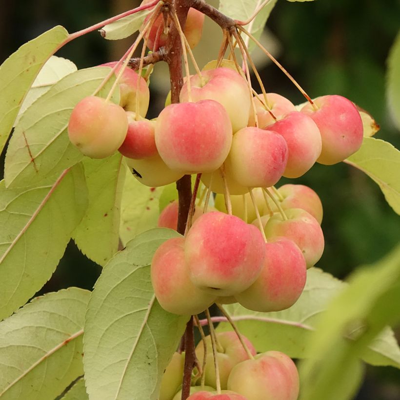 Zierapfel Red Sentinel - Malus (Harvest)