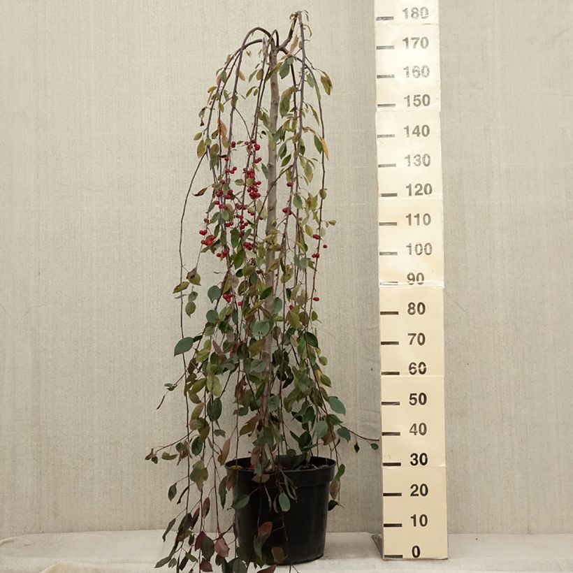 Example of Zierapfel Royal Beauty - Malus Topf mit 7,5L/10L as you get in automne