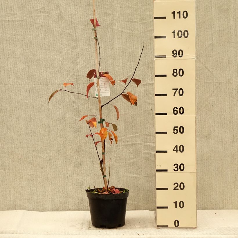 Example of Zierapfel Royalty - Malus Topf mit 4L/5L as you get in automne