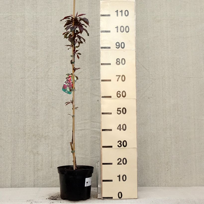 Exemplar von Zierapfel Royalty - Malus Topf mit 4L/5L wie im Frühjahr geliefert