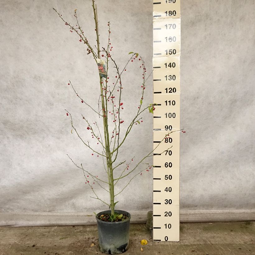 Example of Zierapfel Sugar Tyme - Malus Topf mit 12L/15L as you get in automne