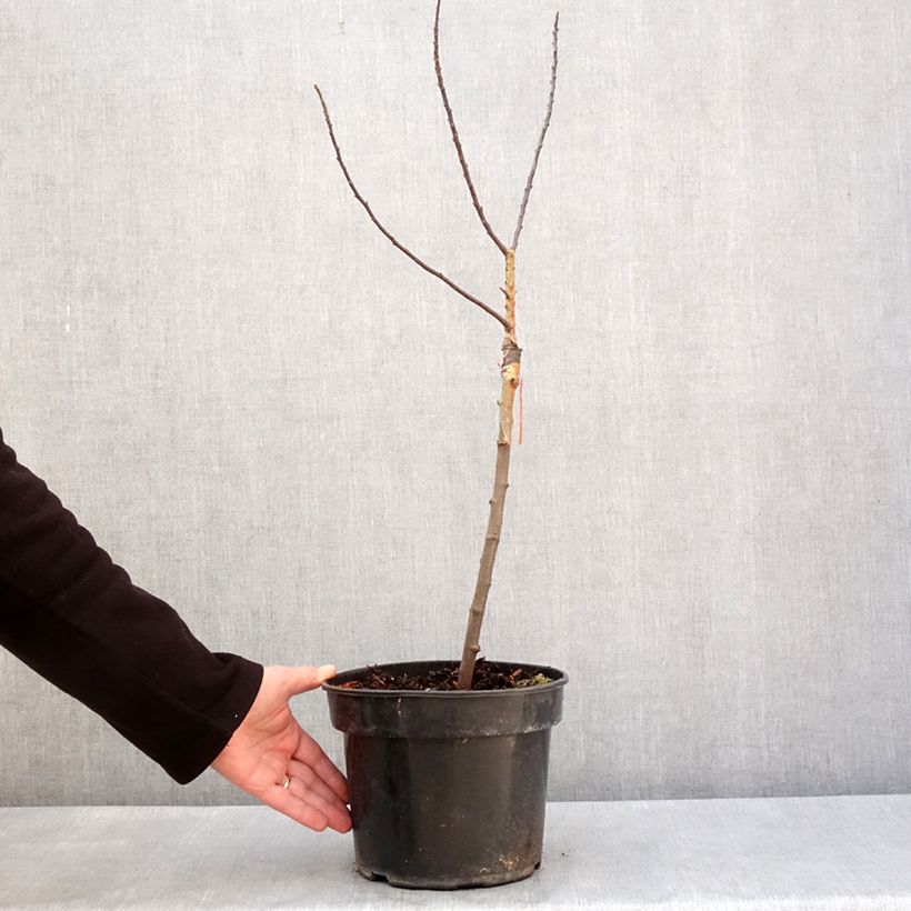 Example of Zierapfel POM'ZAI - Malus Topf mit 4L/5L as you get in hiver