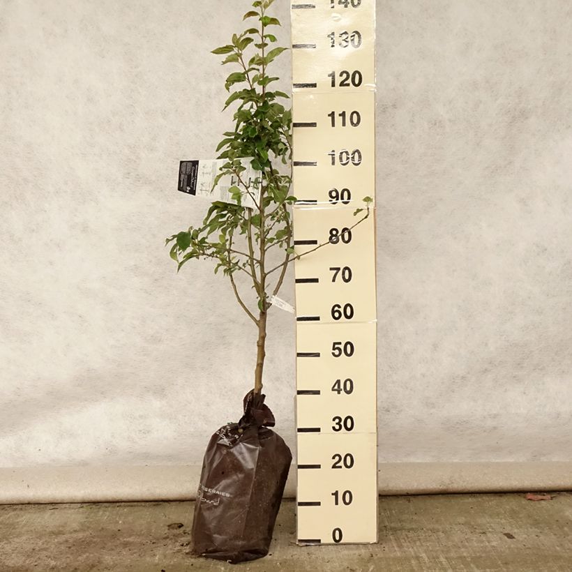Exemplar von Apfelbaum Delbard Celeste deltana - Malus domestica Plug "Fertig-zum-Pflanzen", Gobelet-Form wie im Sommer geliefert