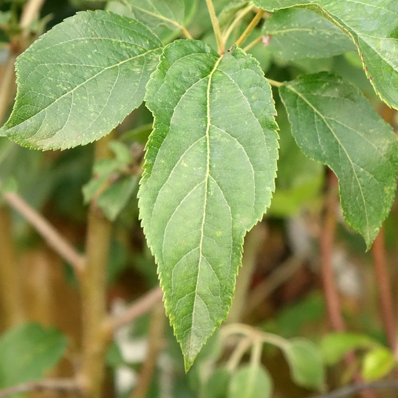 Apfelbaum Delbard Celeste deltana - Malus domestica (Foliage)