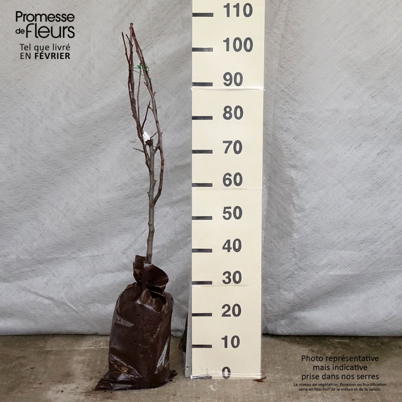 Exemplar von Apfelbaum Delbarestivale - Malus domestica Plug "Fertig-zum-Pflanzen", Gobelet-Form wie im Winter geliefert