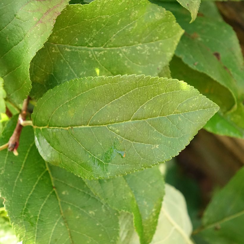 Apfelbaum Delbarestivale - Malus domestica (Foliage)