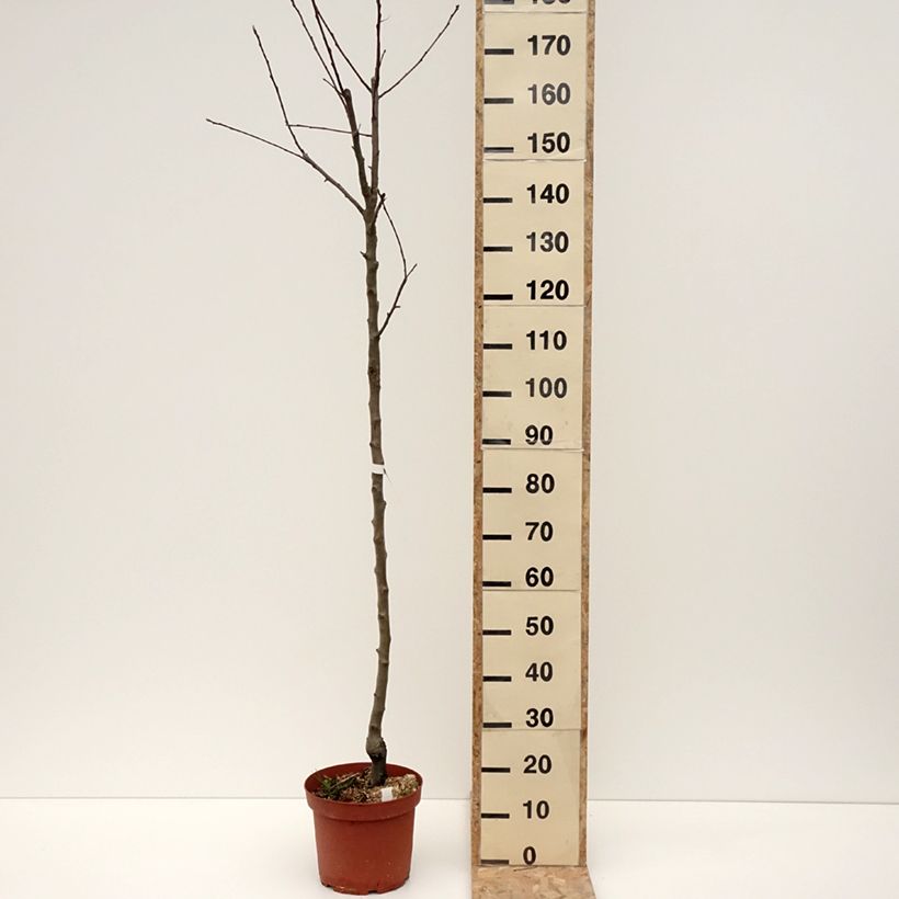 Example of Apfelbaum Double Belle Fleur - Malus domestica Topf mit 7,5L/10L, Halbstamm as you get in hiver