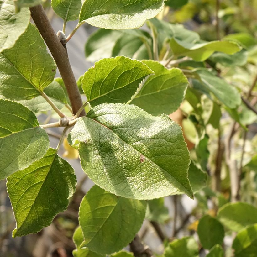 Apfelbaum Double Belle Fleur - Malus domestica (Foliage)