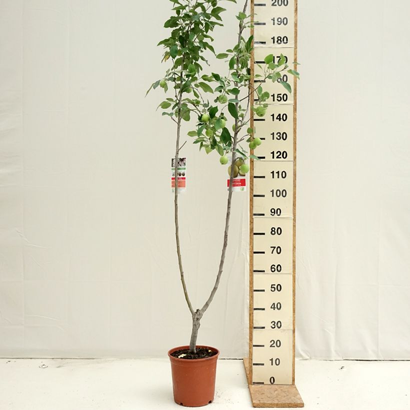 Exemplar von Apfelbaum Gala und Golden Delicious Duo - Malus domestica Topf mit 7,5L/10L wie im Sommer geliefert
