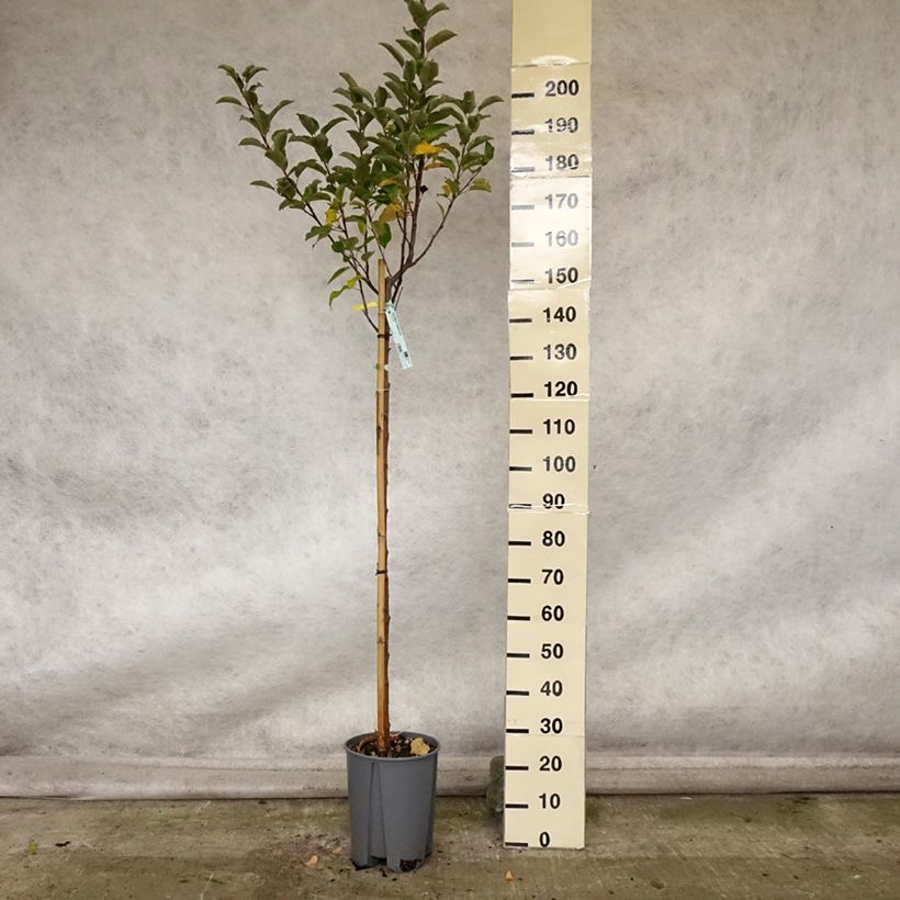 Example of Apfelbaum Elstar - Malus domestica Topf mit 7,5L/10L, Halbstamm as you get in automne