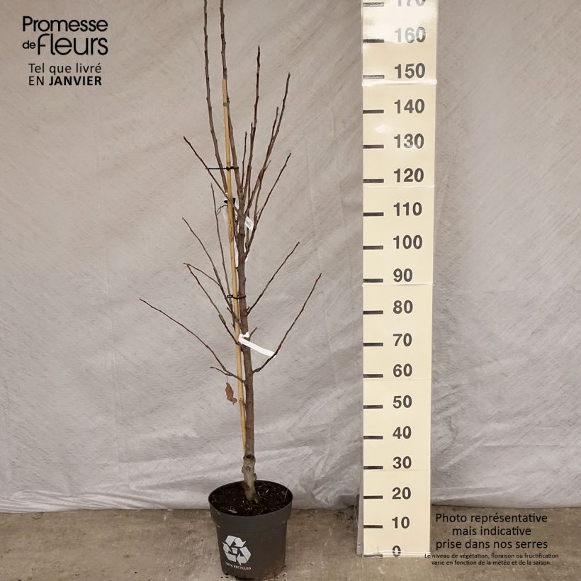 Exemplar von Apfelbaum Elstar - Malus domestica Topf mit 7,5L/10L, Gobelet-Form wie im Winter geliefert