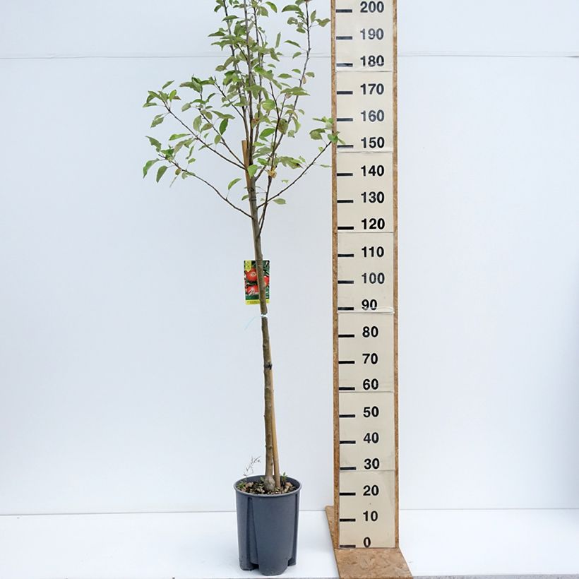 Exemplar von Apfelbaum Elstar - Malus domestica Topf mit 7,5L/10L, Halbstamm wie im Sommer geliefert