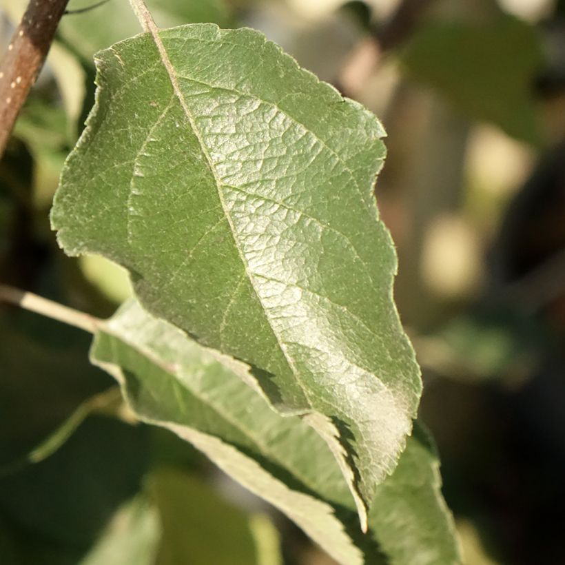 Apfelbaum Fuji - Malus domestica (Foliage)