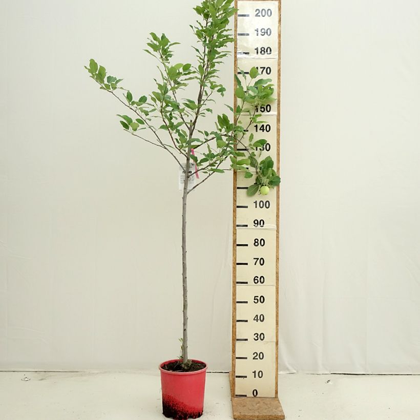 Example of Apfelbaum Fuji - Malus domestica Topf mit 7,5L/10L, Halbstamm as you get in ete