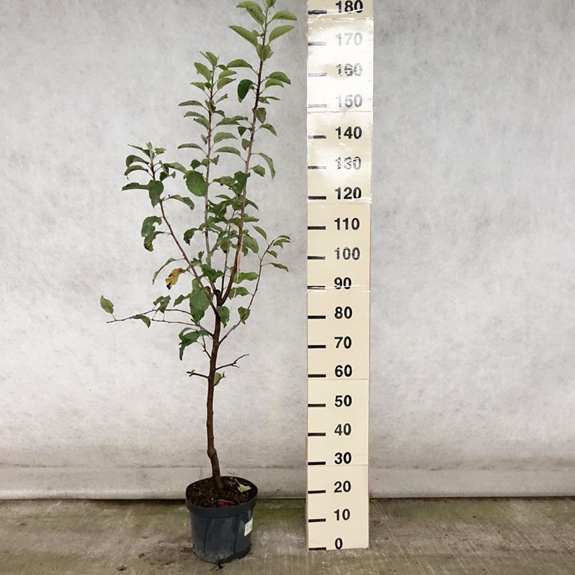 Example of Apfelbaum Gala - Malus domestica Topf mit 7,5L/10L, Gobelet-Form as you get in ete