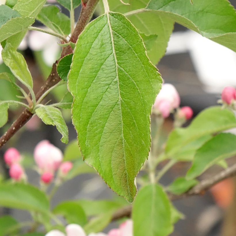 Apfelbaum Gala - Malus domestica (Foliage)