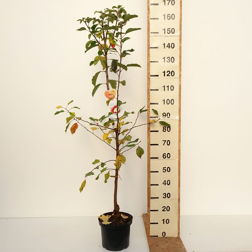 Exemplar von Apfelbaum Gala - Malus domestica Topf mit 7,5L/10L, Gobelet-Form wie im Herbst geliefert