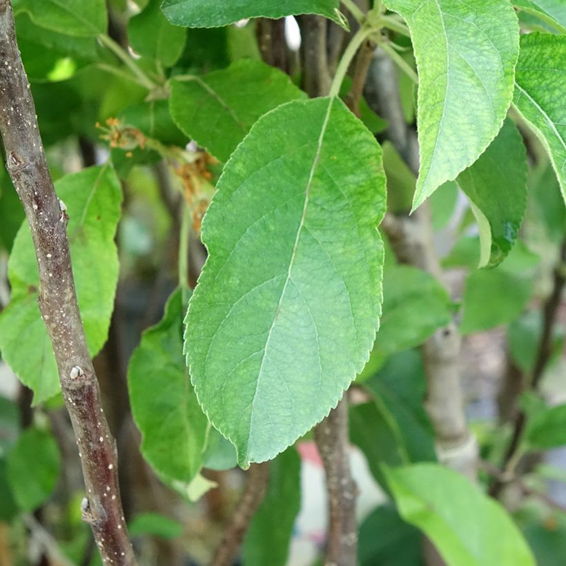 Apfelbaum Gloster - Malus domestica (Foliage)