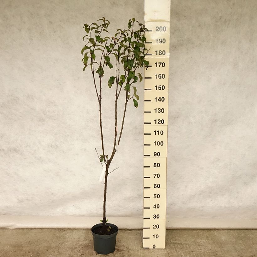 Exemplar von Pommier Gloster Pot de 7,5L/10L, Gobelet wie im Sommer geliefert
