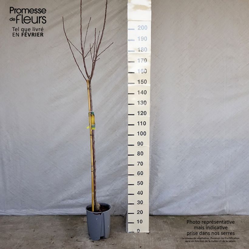 Exemplar von Apfelbaum Golden Delicious - Malus domestica Topf mit 7,5L/10L, Halbstamm wie im Winter geliefert