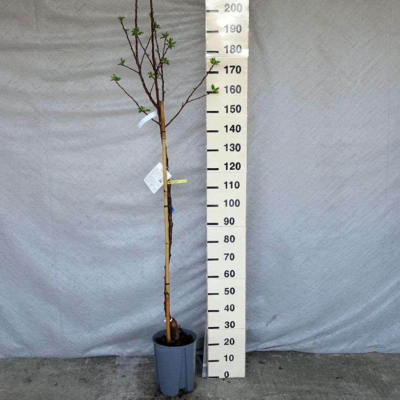 Exemplar von Apfelbaum Golden Delicious - Malus domestica Topf mit 7,5L/10L, Halbstamm wie im Frühjahr geliefert