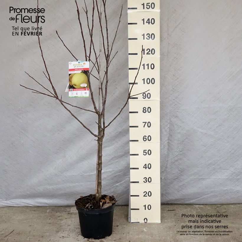 Exemplar von Apfelbaum Golden Delicious - Malus domestica Topf mit 7,5L/10L, Gobelet-Form wie im Winter geliefert