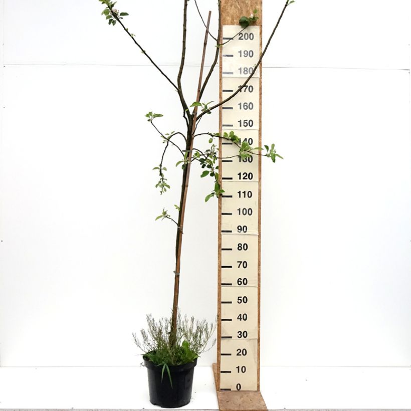 Exemplar von Goldparmäne Golden Noble - Malus domestica Topf mit 7,5L/10L, Gobelet-Form wie im Frühjahr geliefert