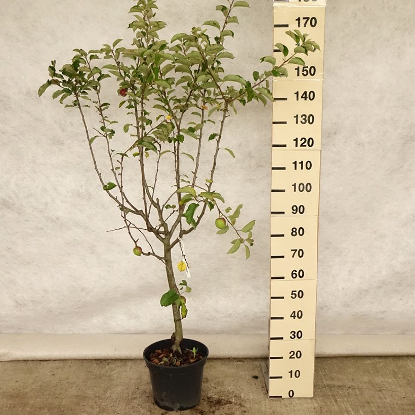 Exemplar von Apfelbaum Grand Alexandre - Malus domestica Topf mit 7,5L/10L, Gobelet-Form wie im Sommer geliefert