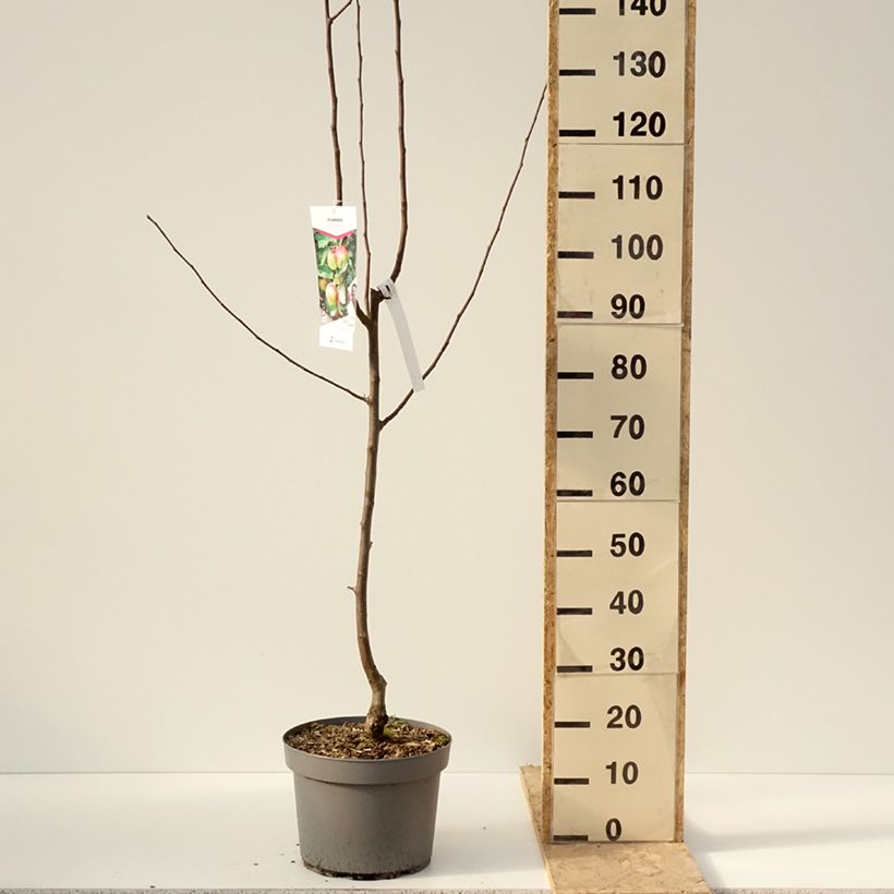 Exemplar von Apfelbaum Grand Alexandre - Malus domestica Topf mit 7,5L/10L, Gobelet-Form wie im Winter geliefert